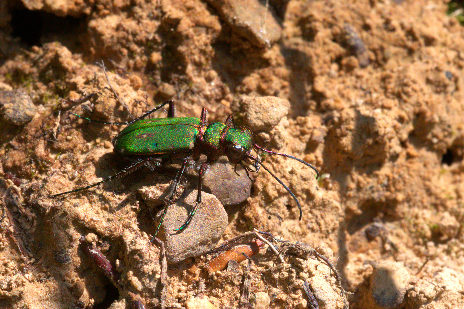 ,, Feld-Sandlaufkäfer ( Cicindela campestris ) ,,