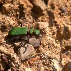 ,, Feld-Sandlaufkäfer ( Cicindela campestris ) ,,