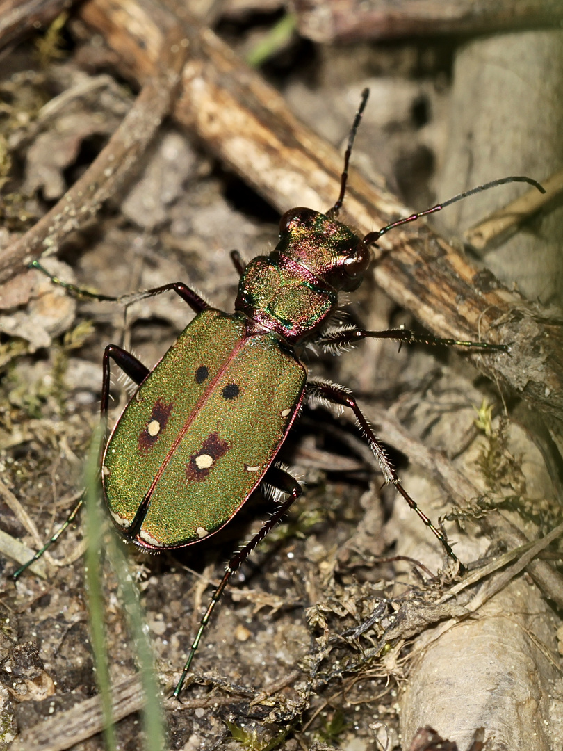 Feld-Sandlaufkäfer - Cicindela campestris