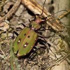 Feld-Sandlaufkäfer - Cicindela campestris