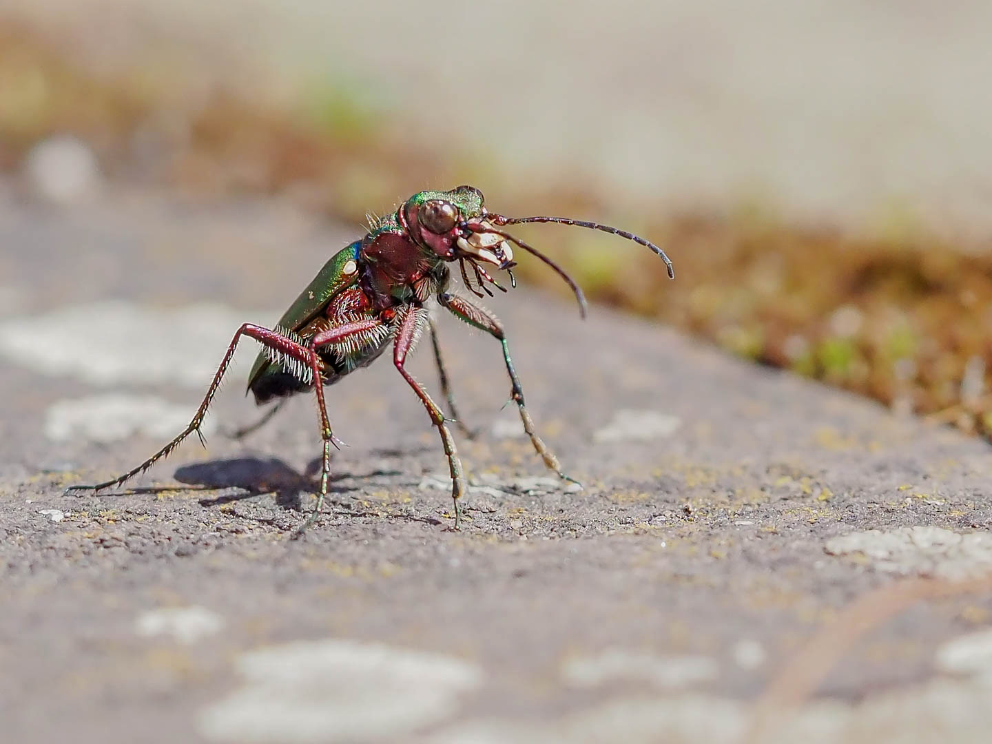 Feld-Sandlaufkäfer (Cicindela campestris )