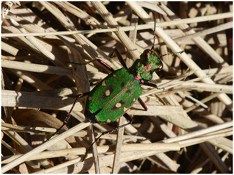 Feld-Sandlaufkäfer - Cicindela campestris - Als die Sonne noch schien . . .