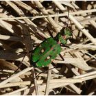 Feld-Sandlaufkäfer - Cicindela campestris - Als die Sonne noch schien . . .