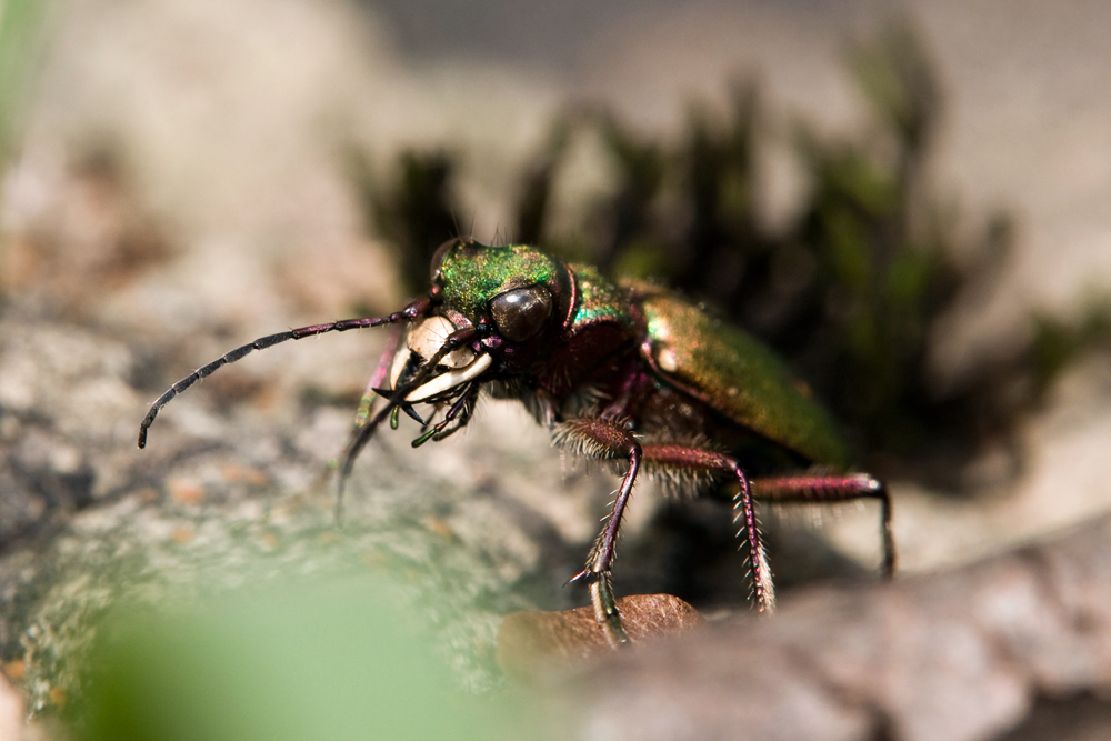 Feld-Sandlaufkäfer (Cicindela campestris)