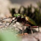 Feld-Sandlaufkäfer (Cicindela campestris)