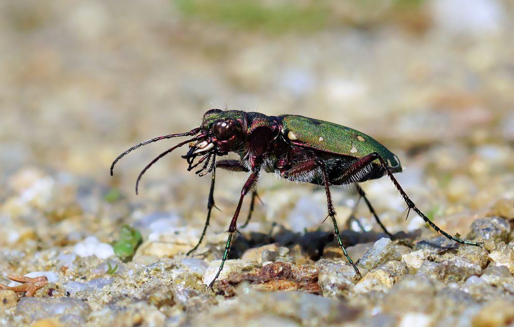 Feld-Sandlaufkäfer - Cicindela campestris