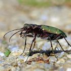 Feld-Sandlaufkäfer - Cicindela campestris