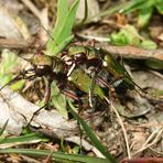 Feld Sandlaufkäfer - Cicindela campestris