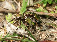 Feld Sandlaufkäfer - Cicindela campestris