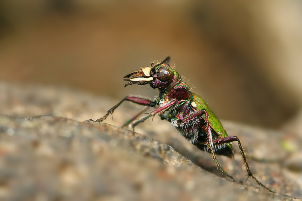 Feld-Sandlaufkäfer (Cicindela campestris)