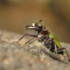 Feld-Sandlaufkäfer (Cicindela campestris)