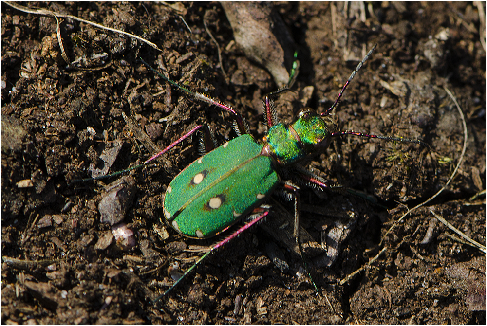 Feld-Sandlaufkäfer - Cicindela campestris