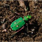 Feld-Sandlaufkäfer - Cicindela campestris