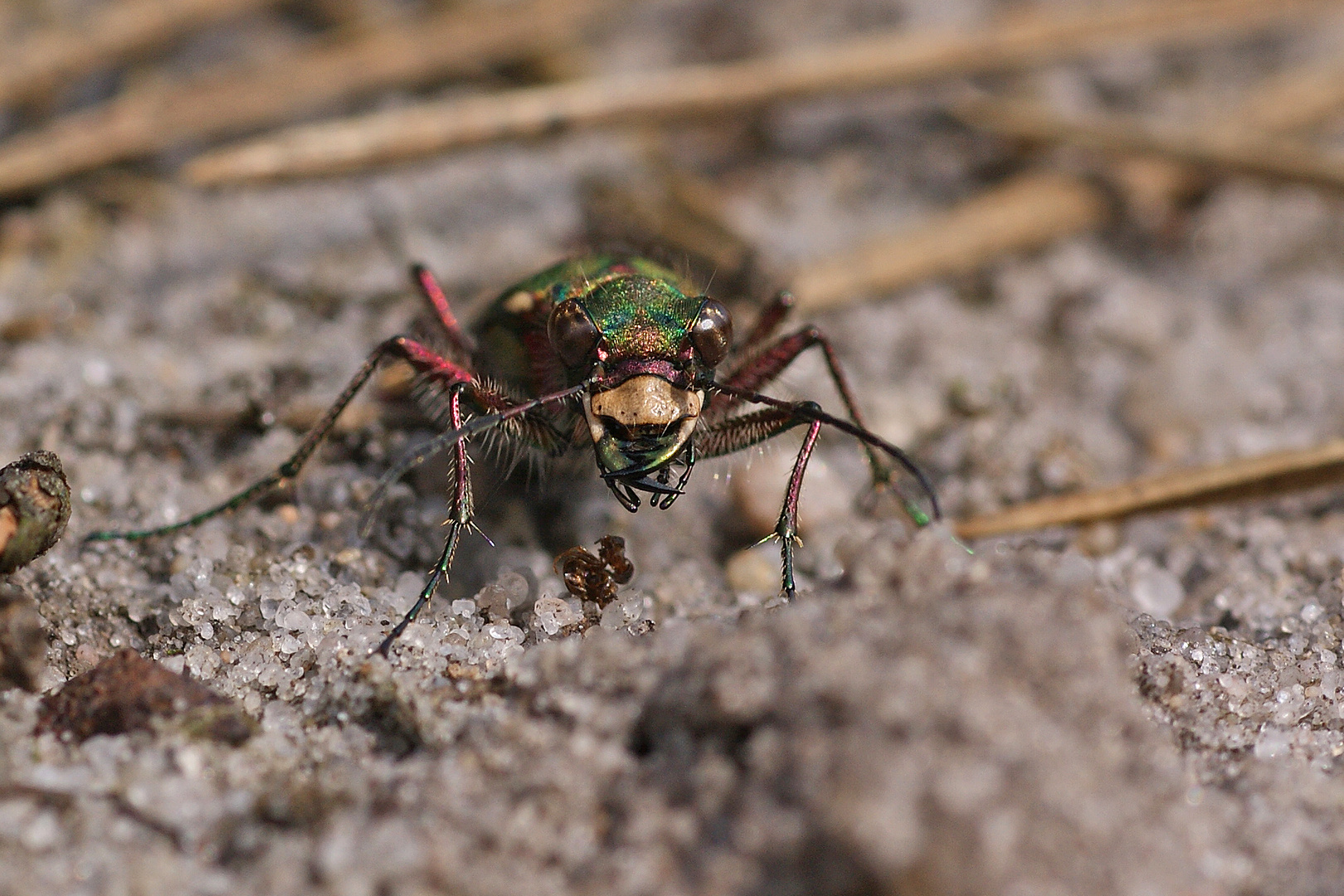 Feld-Sandlaufkäfer (Cicindela campestris) Frontal