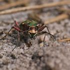 Feld-Sandlaufkäfer (Cicindela campestris) Frontal