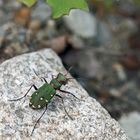 Feld-Sandlaufkäfer (Cicindela campestris) - La Cicindèle champêtre.