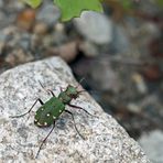 Feld-Sandlaufkäfer (Cicindela campestris) - La Cicindèle champêtre.