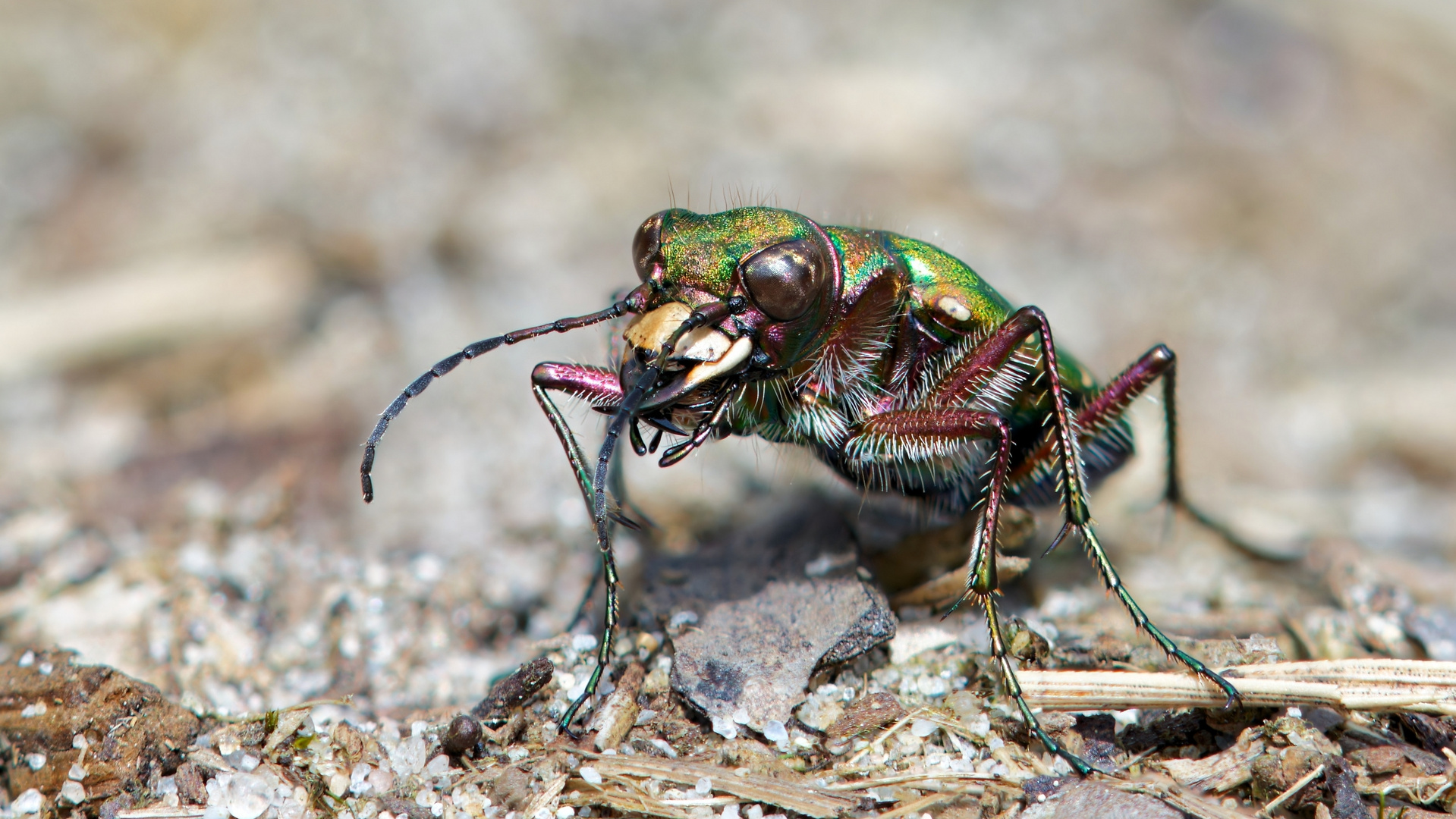 Feld- Sandlaufkäfer Stackaufnahme