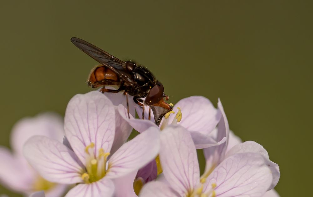 Feld-Schnabelschwebfliege