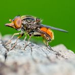 Feld-Schnabelschwebfliege (Danke Heike!)