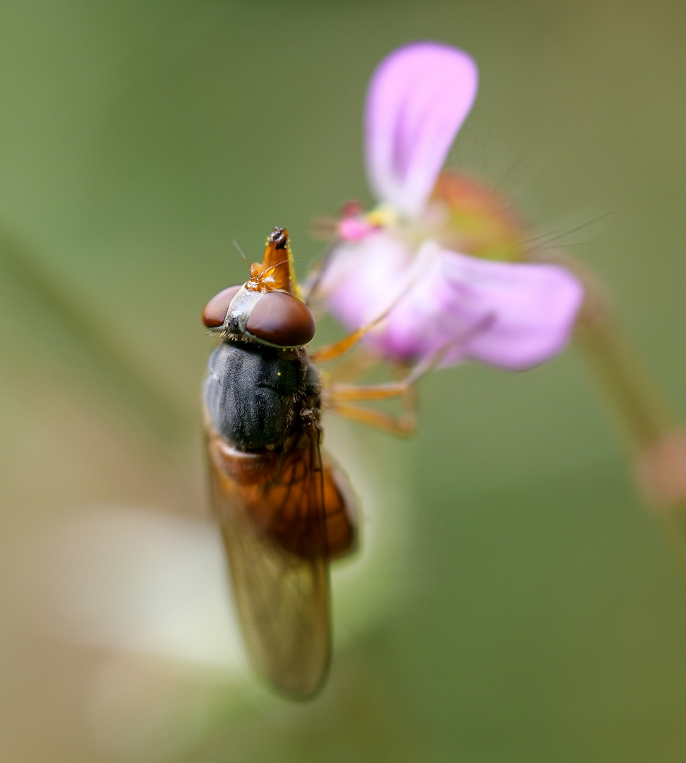 Feld-Schnabelschwebfliege