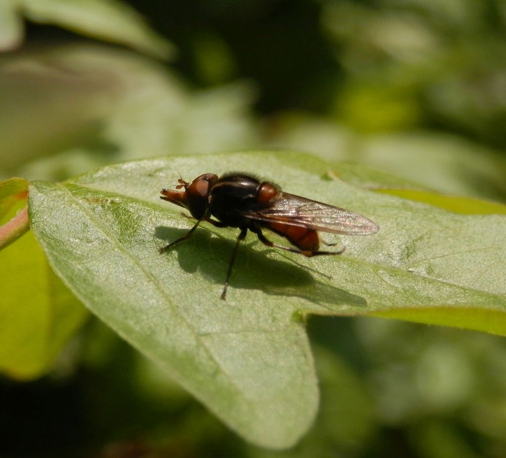 Feld-Schnabelschwebfliege (Rhingia campestris)