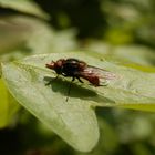 Feld-Schnabelschwebfliege (Rhingia campestris)