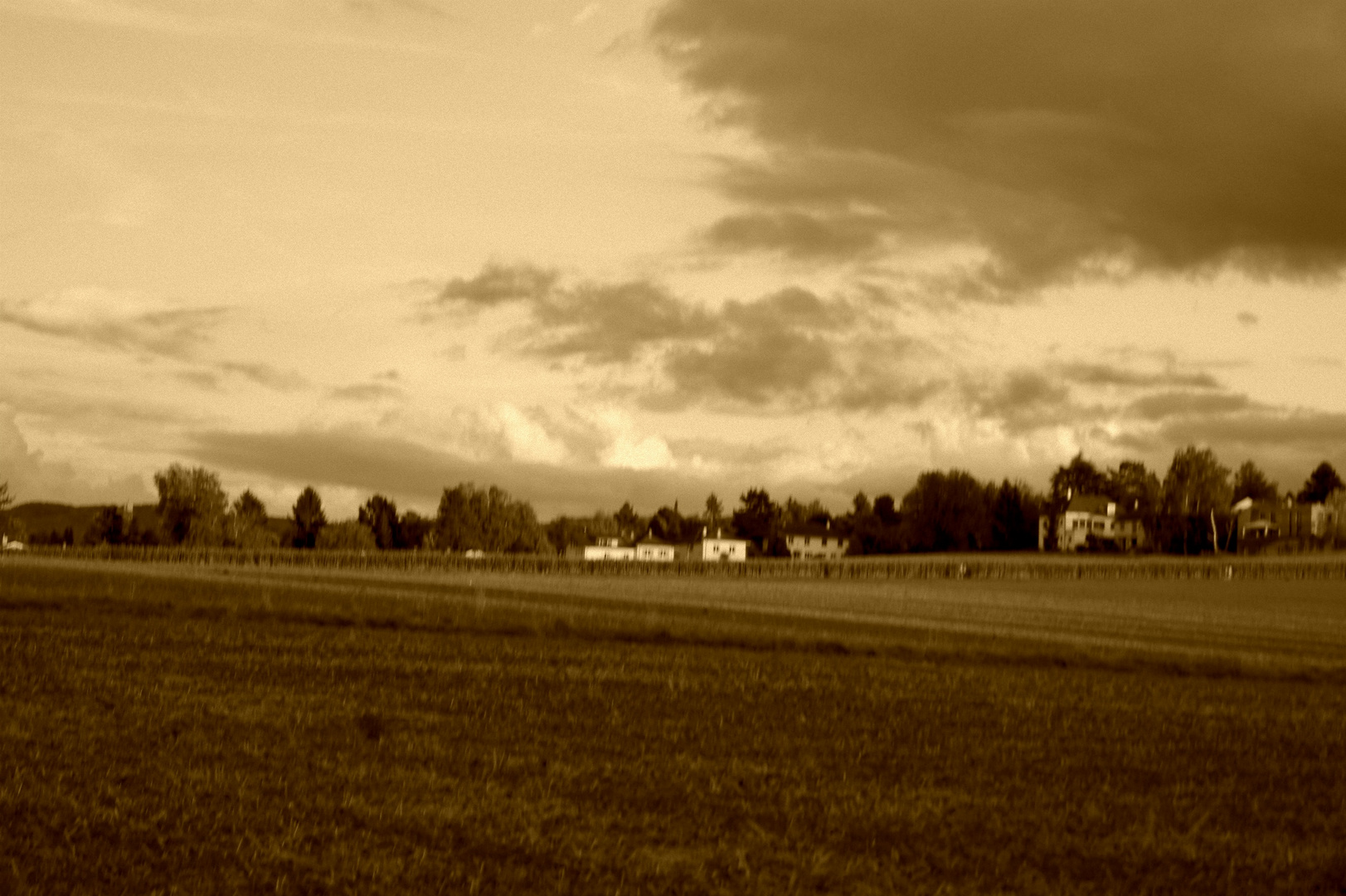 Feld Sepia