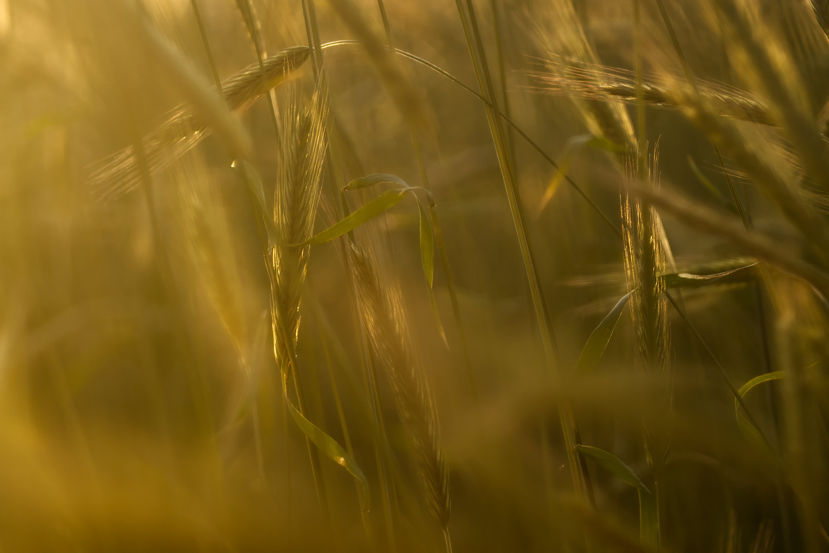 Feld, Sonnenuntergang