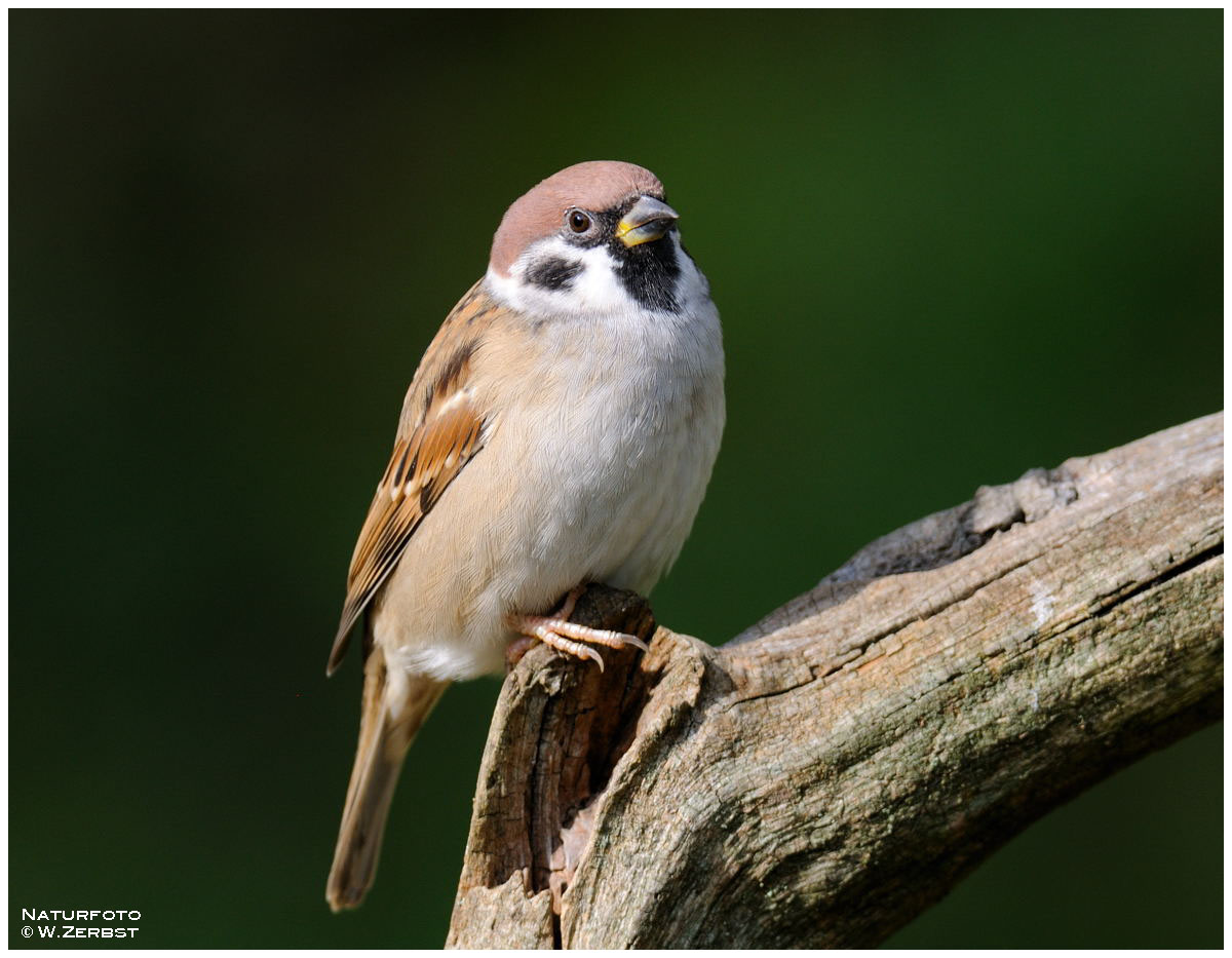 - Feld Sperling männlich - ( Passer montanus )