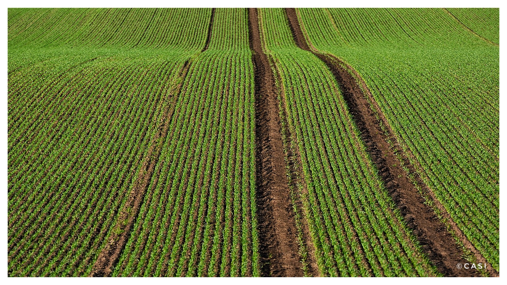 FELD - SPUREN