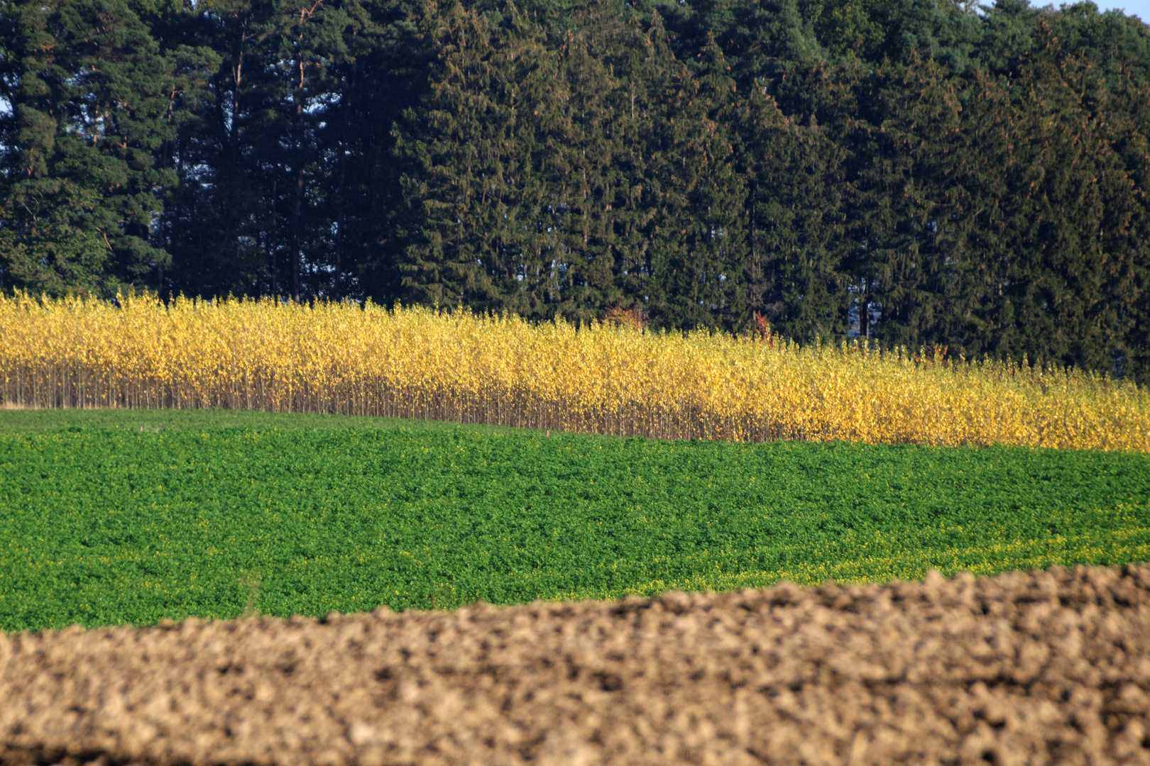 Feld Strukturen