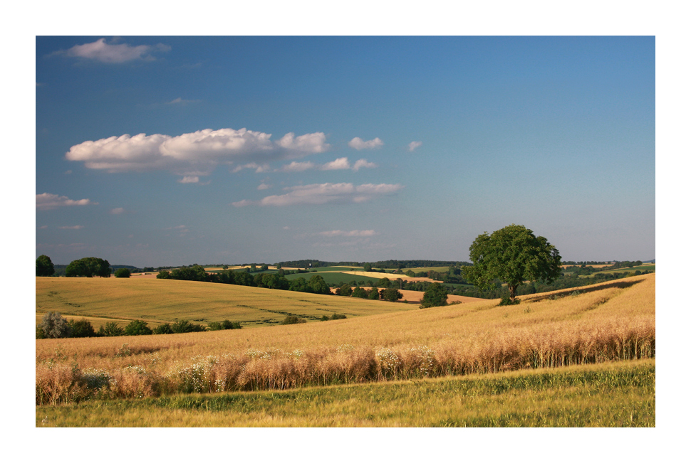 Feld-Studie aus dem Kraichgau