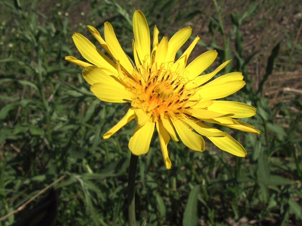 Feld und Ackerblume "Habermarch"