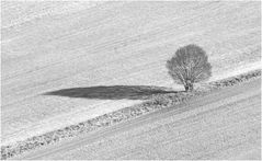 Feld und Baum