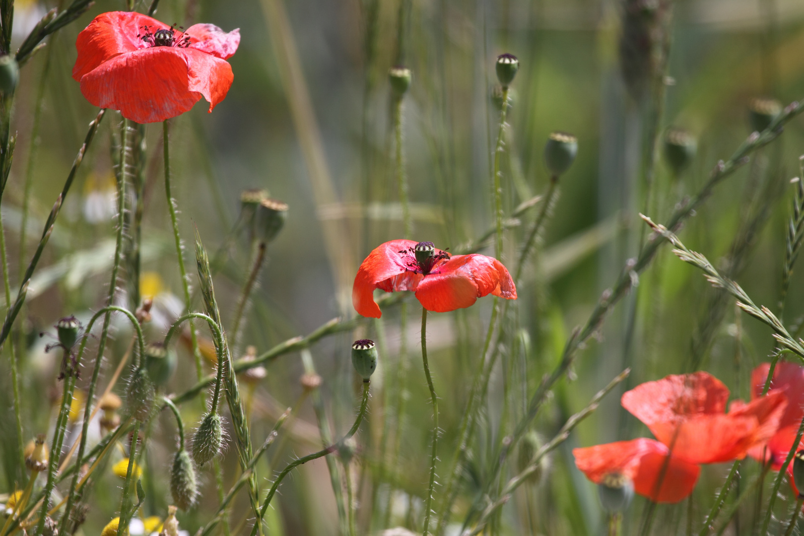 Feld- und Flur, Klatschmohn