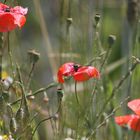 Feld- und Flur, Klatschmohn