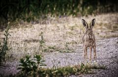 "Feld und Hase"