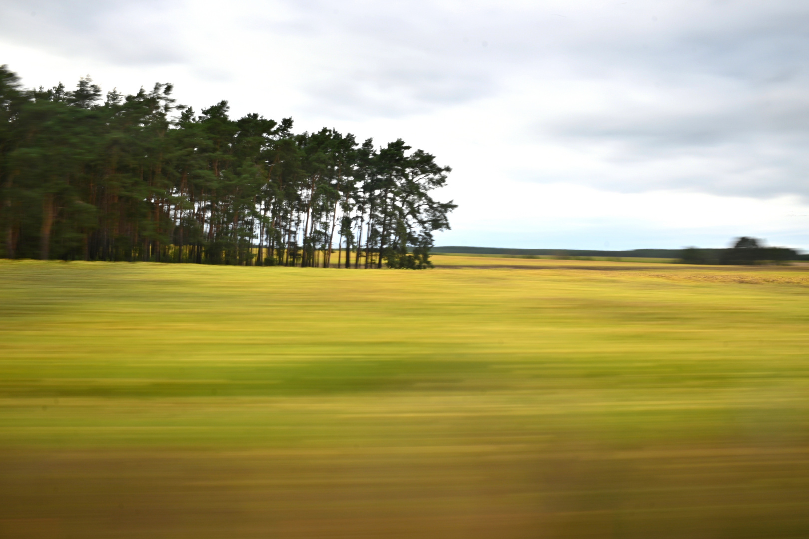 Feld und Kiefer