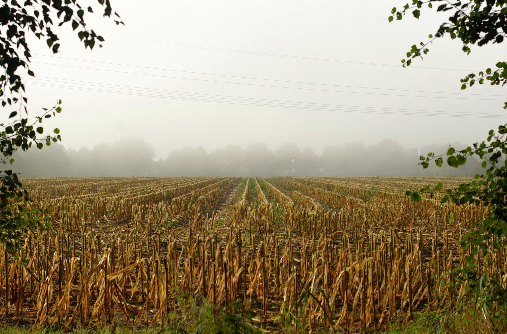 Feld und Nebel