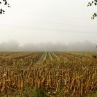 Feld und Nebel