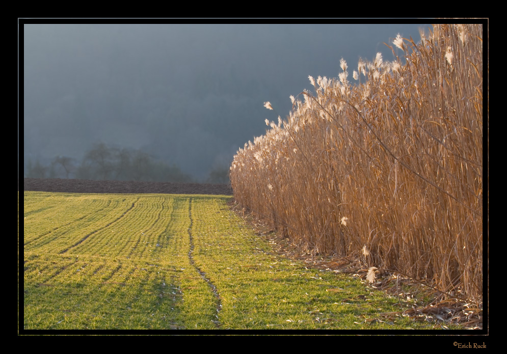 Feld und Schilf