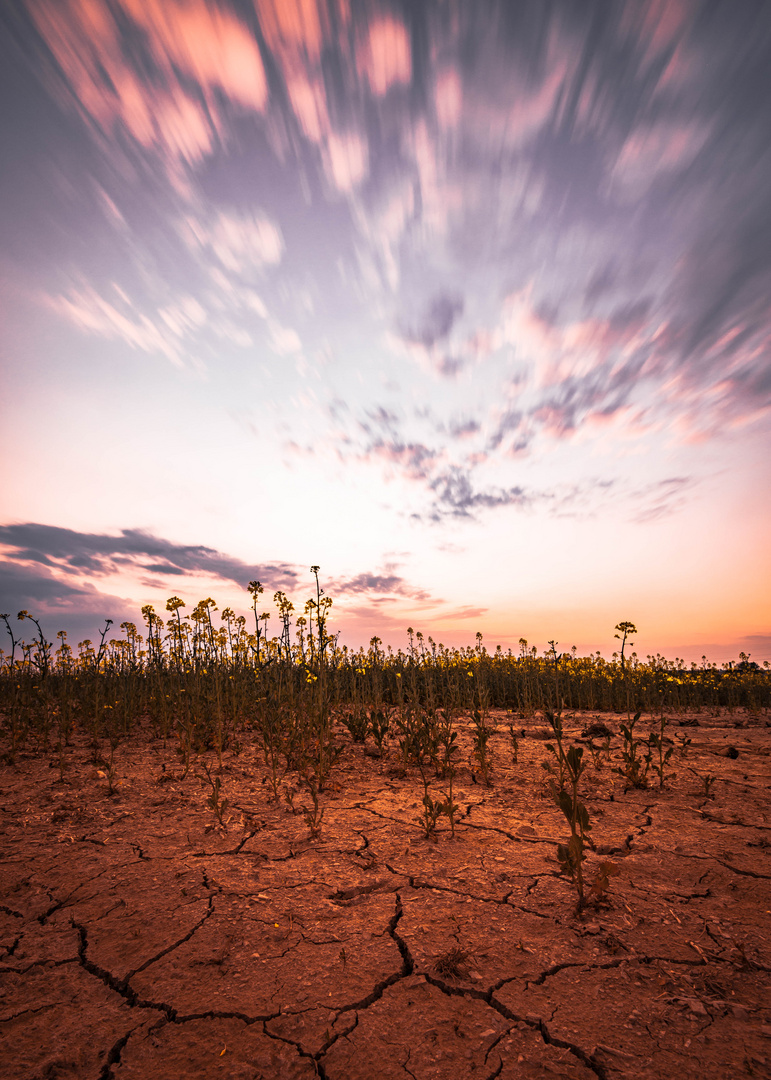 Feld und Sonnenuntergang