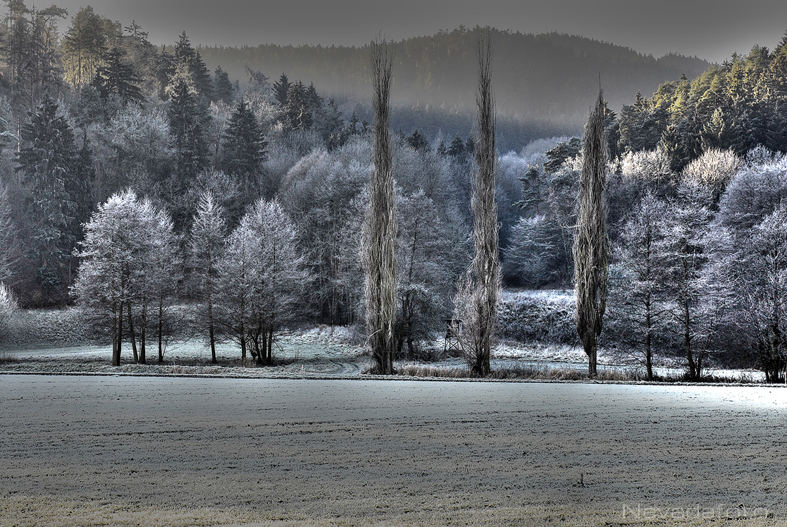 Feld und Wald im Raureif