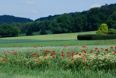 Feld- und Waldmalerei