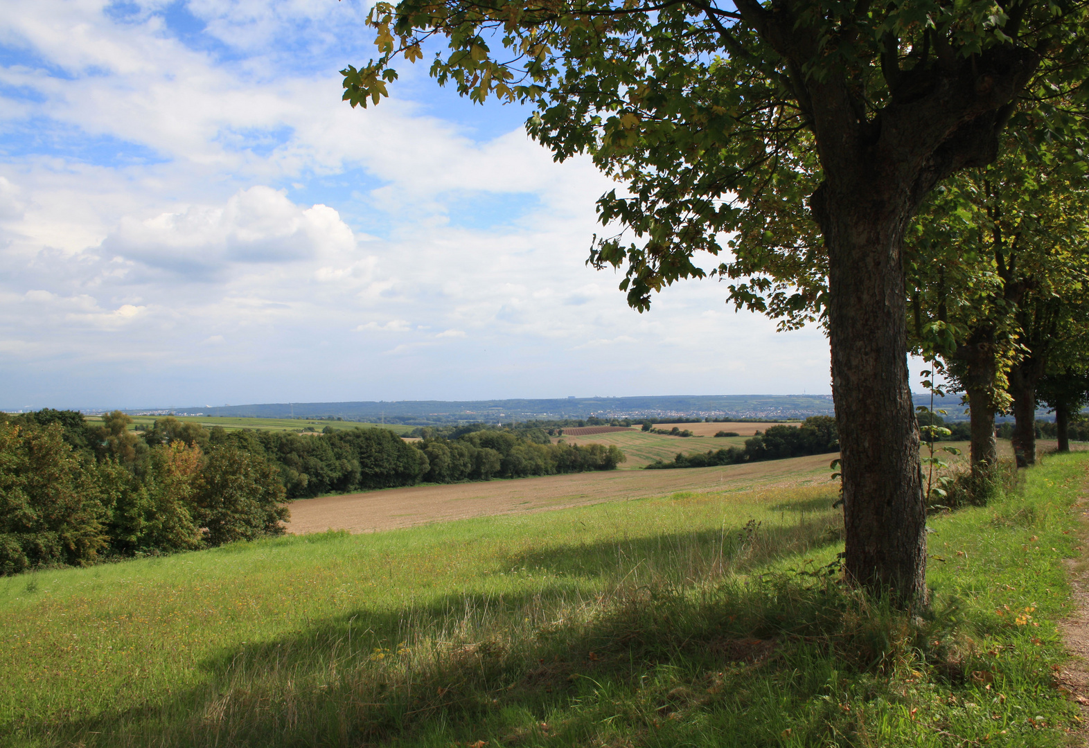 Feld und Wiese