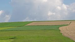 Feld und Wiese