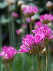 Feld und Wiesenblume