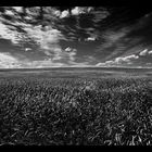 Feld und Wolken