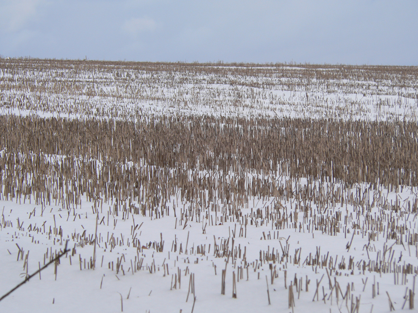 Feld unterm Löbauer -Berg